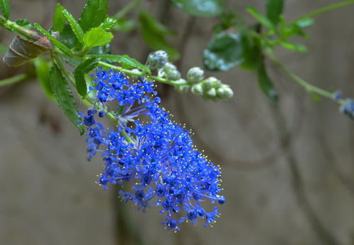 Blue flower on an evergreen shrub - Ceanothus 'Italian Skies'